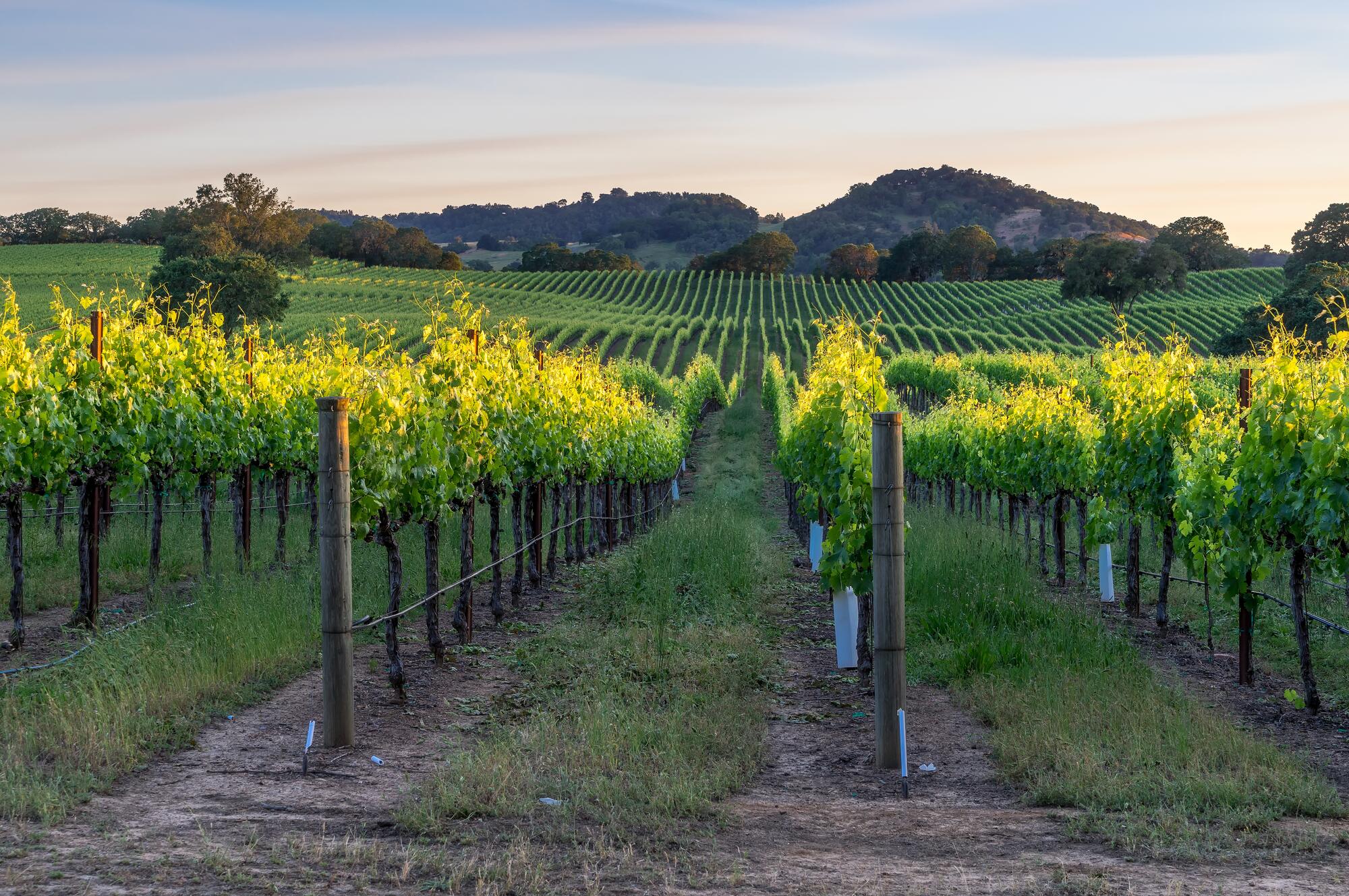 vineyard-sunset