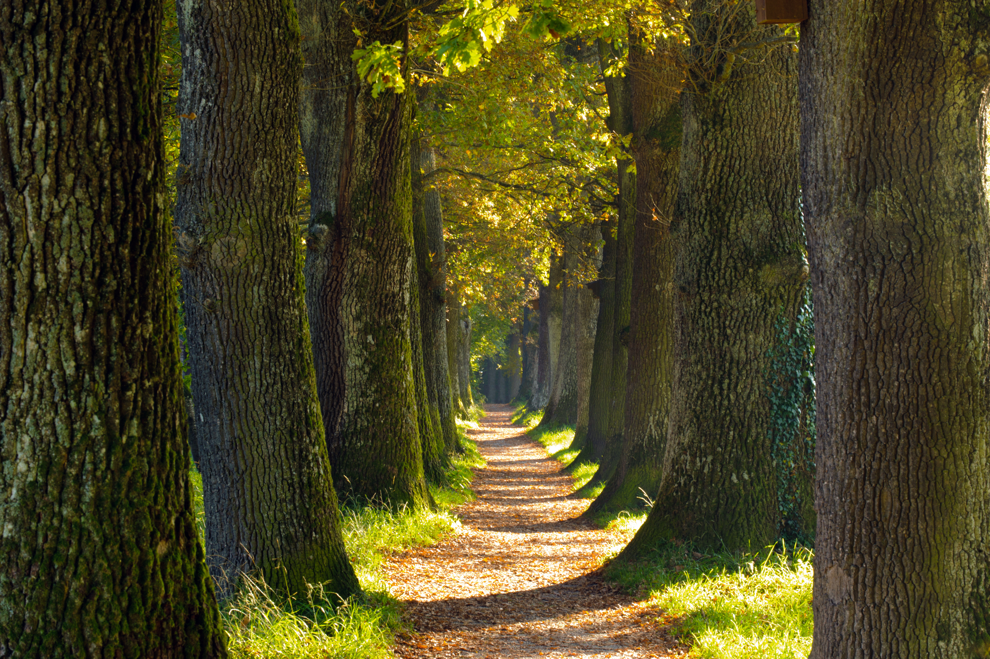 path among trees